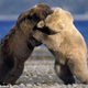 Illustration for article titled Grizzly Bear vs. Polar Bear - Who Will Win?